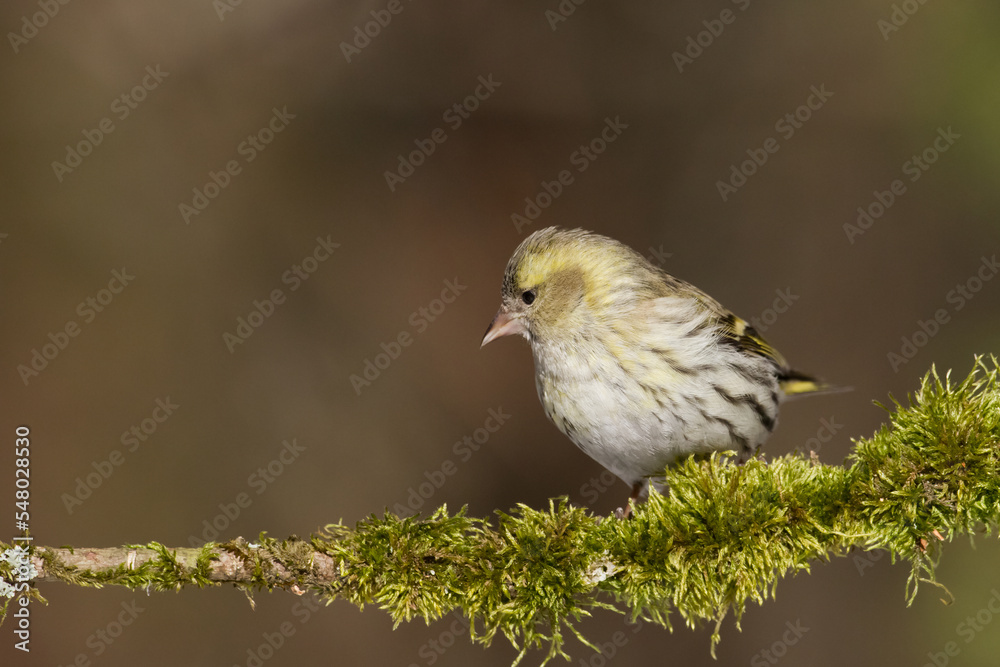 Obraz premium Bird Siskin Carduelis spinus male, small yellow bird, winter time in Poland Europe
