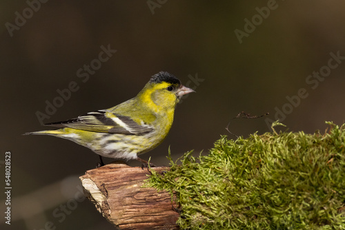 Bird Siskin Carduelis spinus male, small yellow bird, winter time in Poland Europe