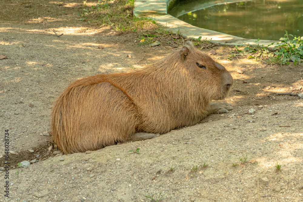 Capybara resting on the ground. Hydrochoerus hydrochaeris species