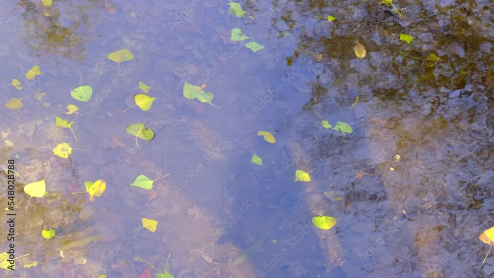 Autumn: yellow leaves carried by a stream. Autumn: yellow leaves carried by a stream.