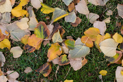 Hojas caídas en la hierba en otoño photo