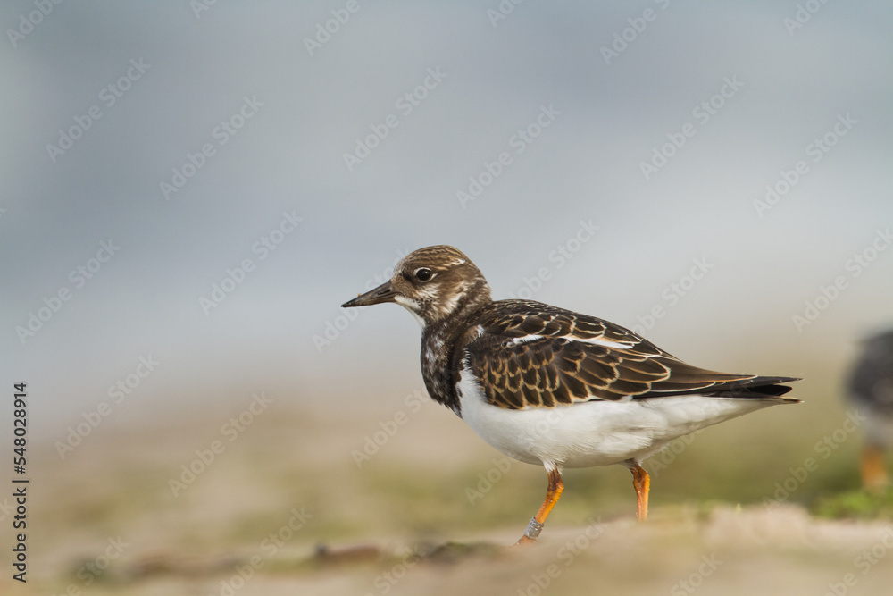 bird - Ruddy Turnstone migratory Arenaria interpres shorebird, migratory bird, Poland Europe Baltic Sea bird - Ruddy Turnstone migratory Arenaria interpres shorebird, migratory bird, Poland Europe Baltic Sea