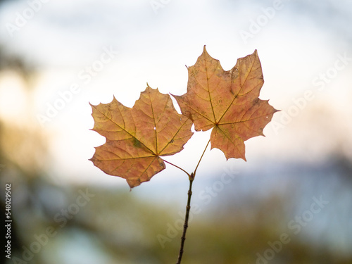 Autumn leaf in the forest