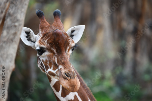 portrait of a giraffe