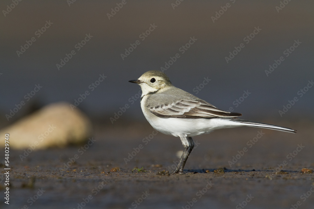 Bird white wagtail Motacilla alba small bird with long tail on light brown background, Poland Europe Bird white wagtail Motacilla alba small bird with long tail on light brown background, Poland Europe