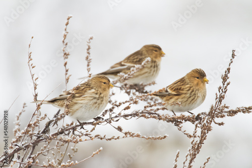 small migratory birds in winter time Carduelis flavirostris, Twite - winter in Poland europe	 photo