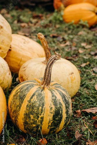Large ripe yellow and green autumn pumpkins in autumn outdoors. Pumpkins for Halloween