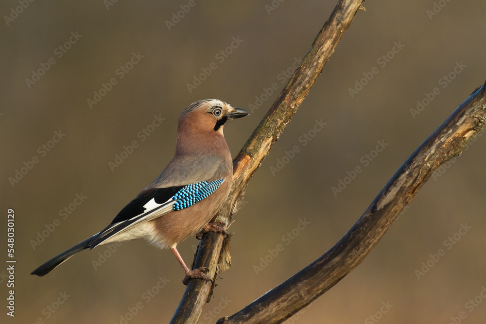 Obraz premium Bird Eurasian Jay Garrulus glandarius sitting on the branch Poland, Europe