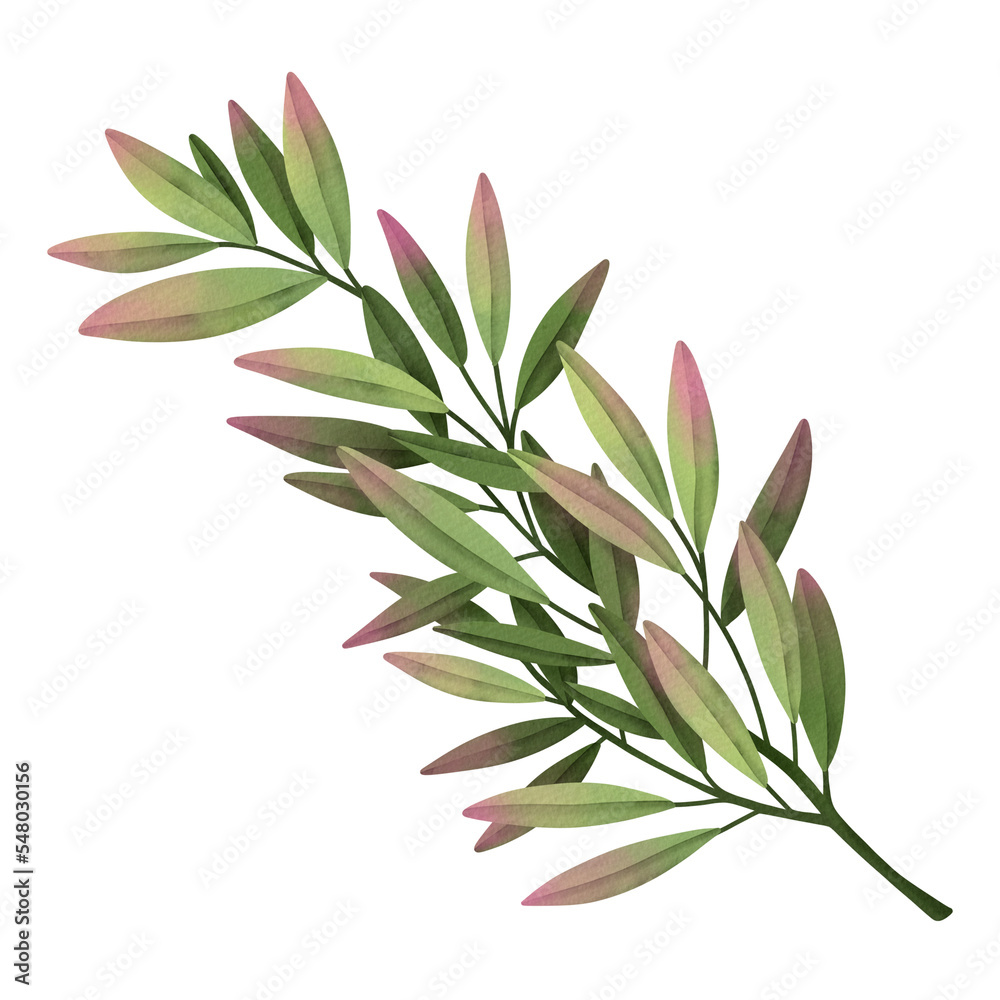 Obraz premium Watercolor leaf branches. Hand drawn watercolor illustration