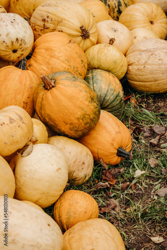 Large ripe yellow, orange and green autumn pumpkins in autumn outdoors. Pumpkins for Halloween