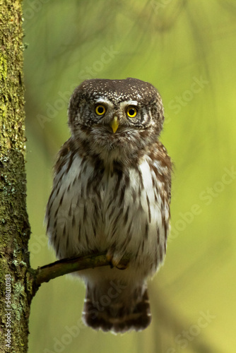 Pygmy owl Glaucidium passerinum little owl natural dark forest north parts of Poland Europe	
