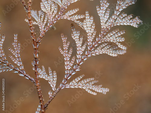 Autumn juniper needels in the forest photo