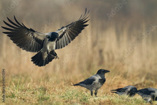 Bird - Hooded crow Corvus cornix in amazing warm background Poland Europe 