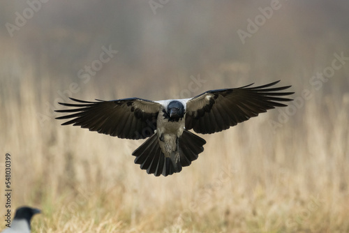 Bird - Hooded crow Corvus cornix in amazing warm background Poland Europe 
