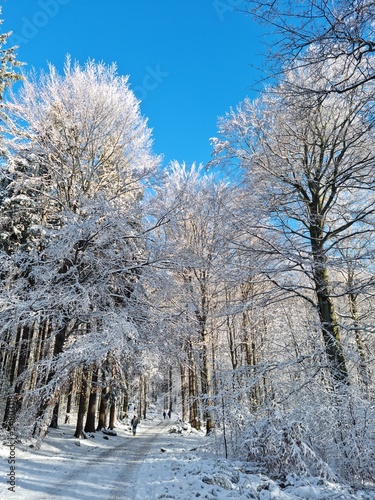 Krajobraz na drzewa pokryte białym śniegiem i szronem w czasie mroźnej zimy. 