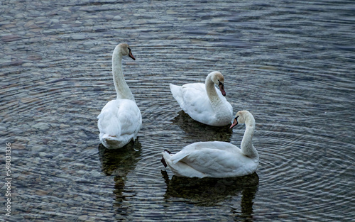Fototapeta Naklejka Na Ścianę i Meble -  Cisne