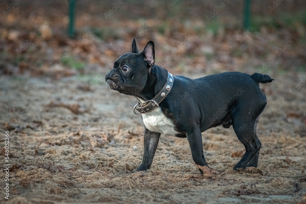 Young beautiful purebred French bulldog on a walk in the spring park. Young beautiful purebred French bulldog on a walk in the spring park.