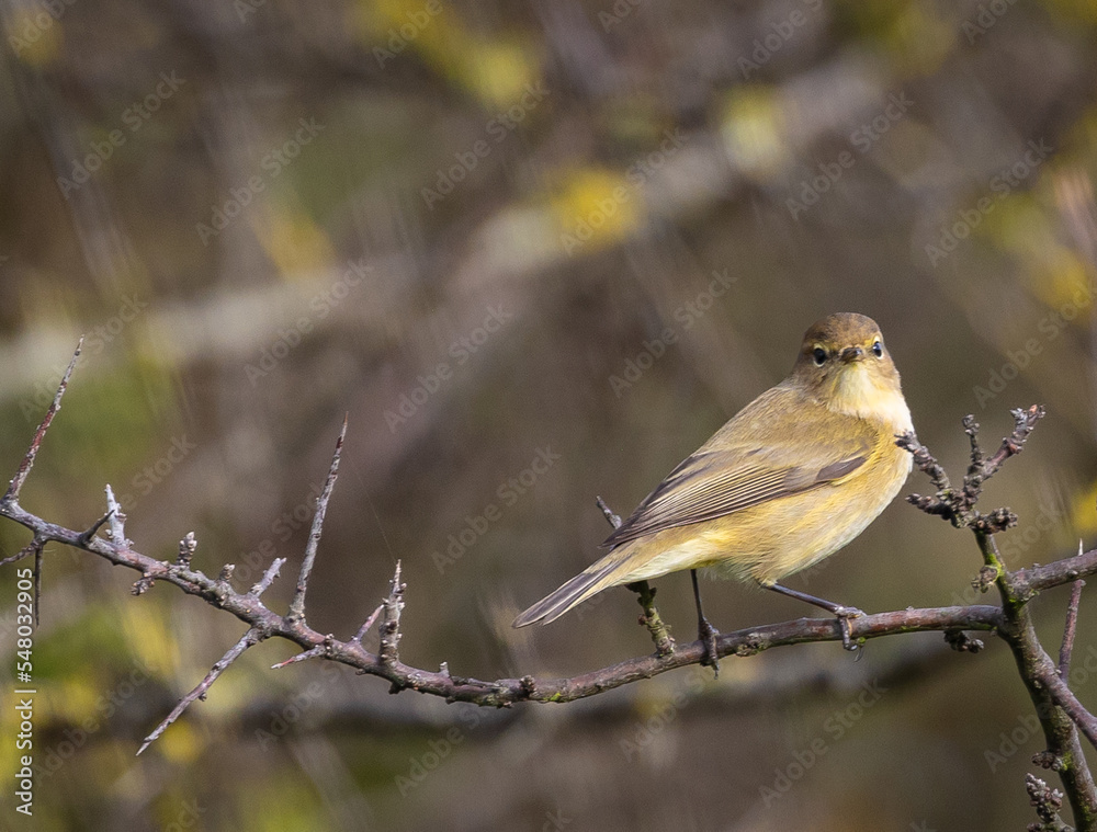 Birds photographed from my garden in winter! Birds photographed from my garden in winter!