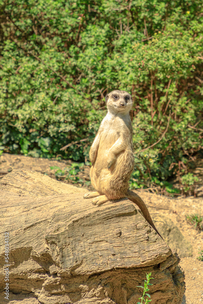 Obraz premium meerkat or suricate in alert mode, scouting the territory. Suricata suricatta species from the Herpestidae family, Suricata genus. Living in Botswana, Namibia, Angola, and South Africa. vertical shot