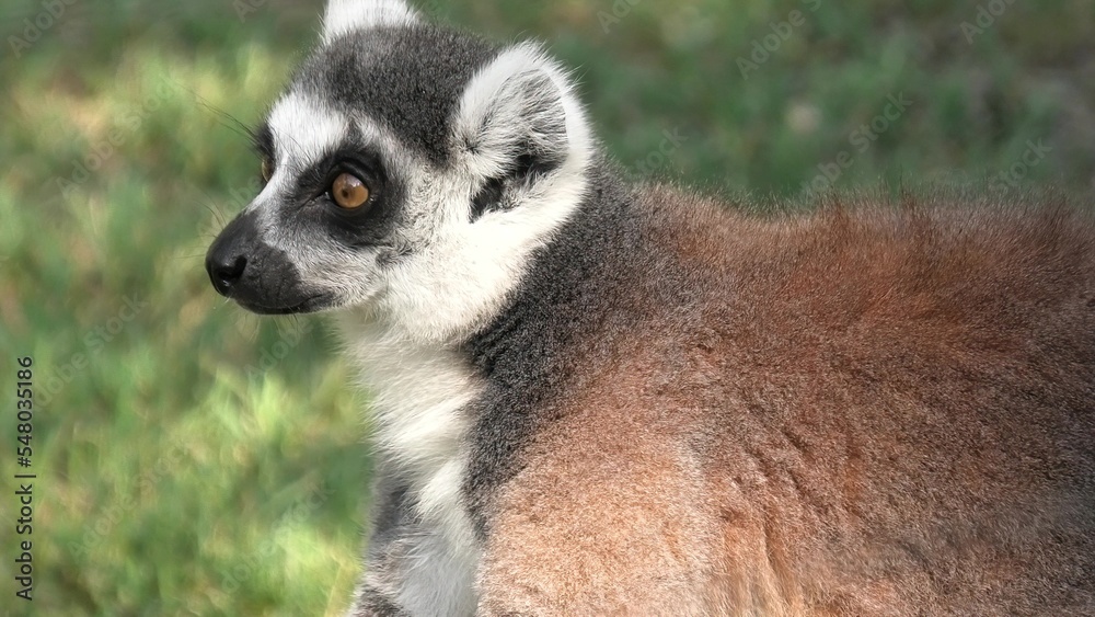 close up view of head of a ring-tailed lemur of Madagascar, a strepsirrhine primate. Lemur catta species from island of Madagascar in Africa.