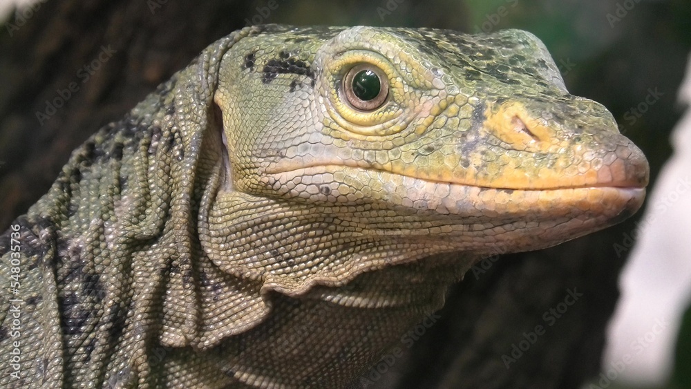 head and face close up of Gray's monitor lizard or Butaan lizard or