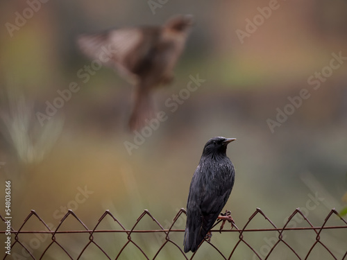 Spotless starling (Sturnus unicolor). photo