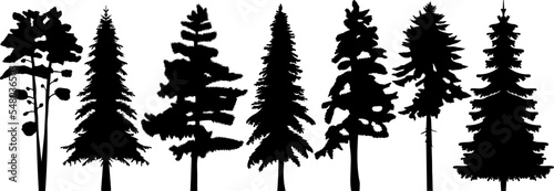 spruce silhouette  pine trees set design vector isolated