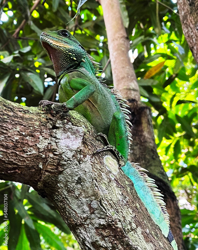 Grüne Wasseragame photo