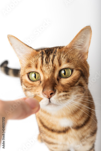 Fototapeta Naklejka Na Ścianę i Meble -  Bengal cat and a hand with a treat on a white background.