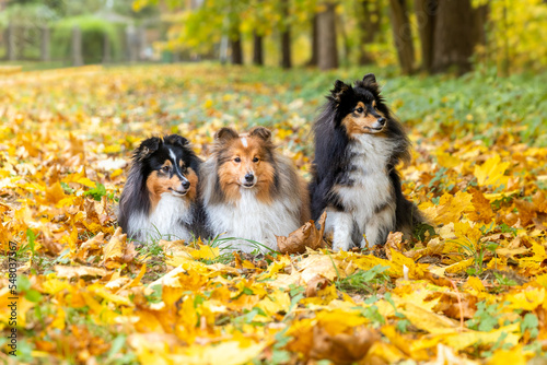 Fototapeta Naklejka Na Ścianę i Meble -  Autumn portrait of four cute and smiling shetland sheepdogs. Nice and beautiful shelties sitting outdoors on sunny day with yellow background. Little black sable and white lassies dogs, small collies 