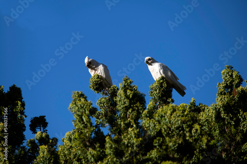 Little Corella (Cacatua sanguinea)