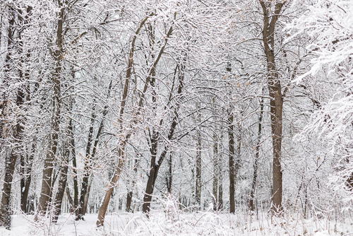 Beautiful snowy woods scenery. Trees covered in snow, frosty winter park landscape. Winter wallpaper