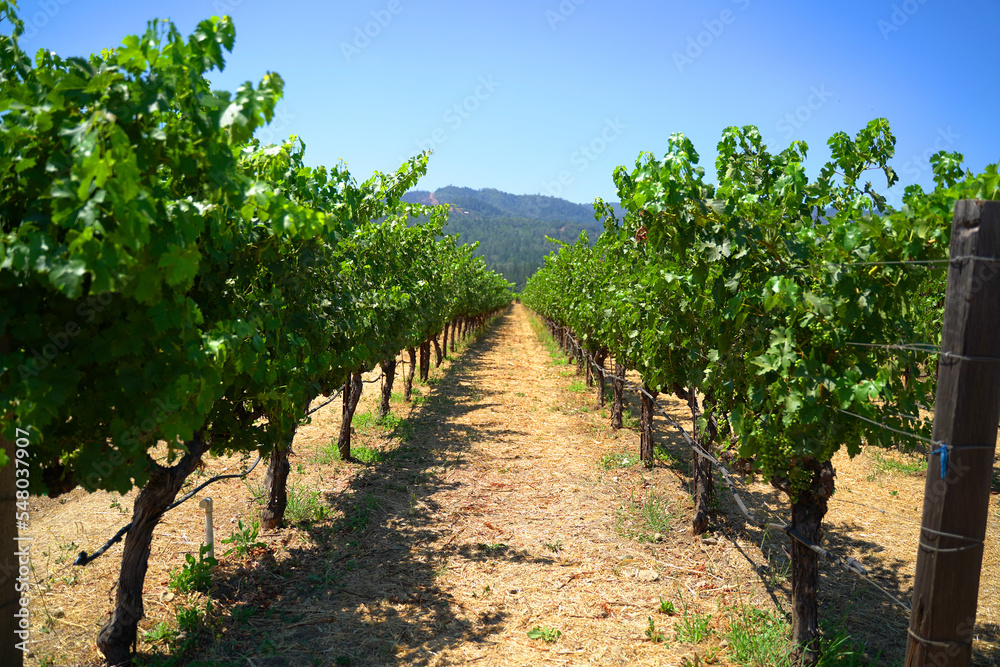 Rows of grape vines