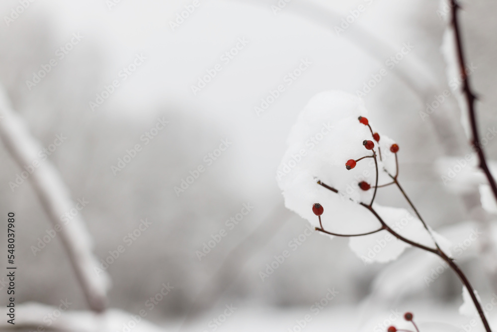 Red berries covered in snow closeup in frosty winter park. Beautiful snowy rosehip. Winter wallpaper