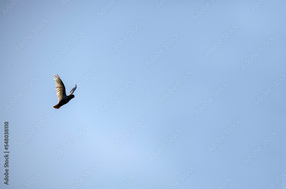 Little Corella (Cacatua sanguinea) Little Corella (Cacatua sanguinea)