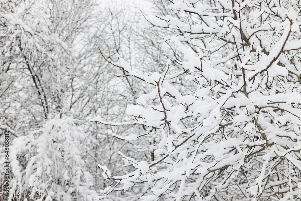 Tree branches covered in snow, frosty winter park.Beautiful snowy branches in woods. Winter backdrop Tree branches covered in snow, frosty winter park.Beautiful snowy branches in woods. Winter backdrop
