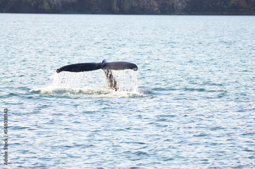 Obraz premium Humpback Whale (Megaptera novaeangliae) in Eyjafjordur near Akureyri, Northern Iceland