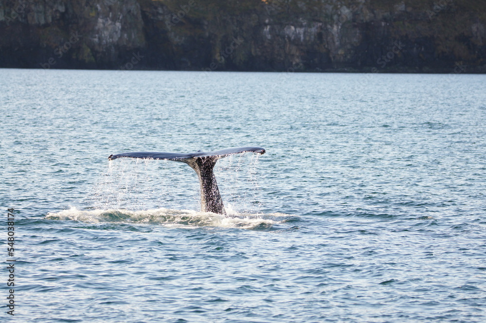 Obraz premium Humpback Whale (Megaptera novaeangliae) in Eyjafjordur near Akureyri, Northern Iceland