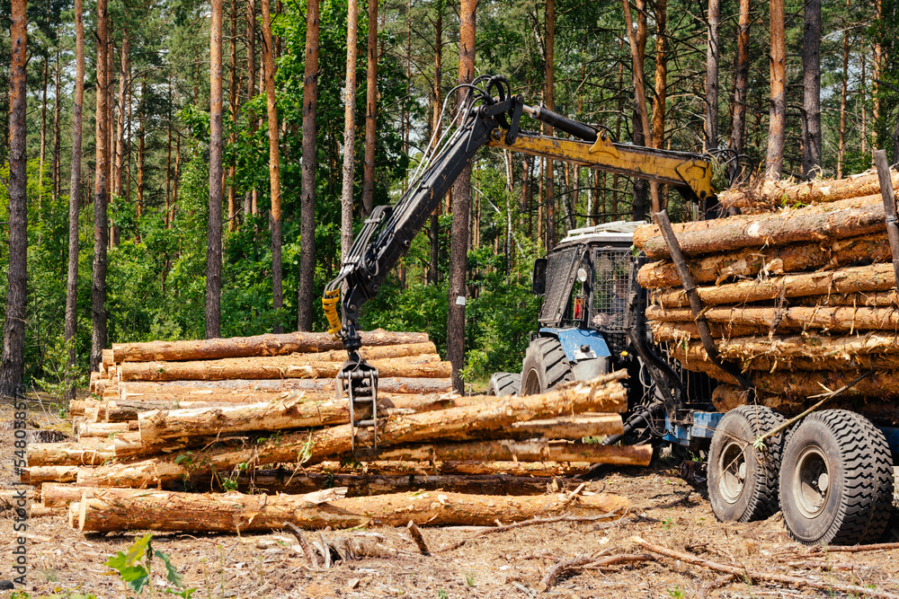 Pine forest harvesting machine at during clearing of a plantation. Wheeled harvester clearing forest Pine forest harvesting machine at during clearing of a plantation. Wheeled harvester clearing forest