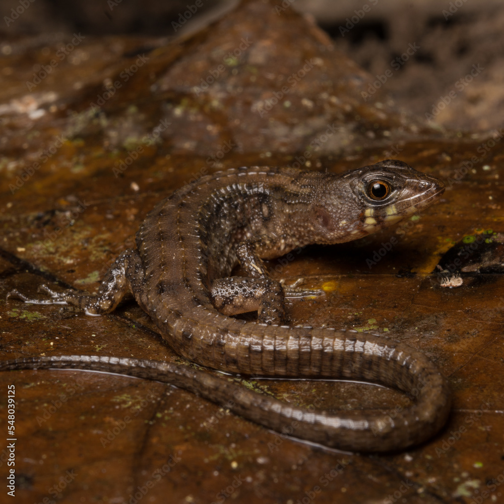 Obraz premium Potamites ecpleopus