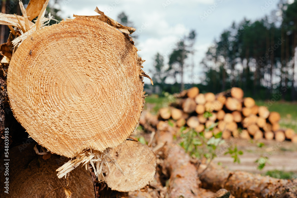Piles of wooden. Warehouse outdoors. Wood timber stack. Lumber Industry Piles of wooden. Warehouse outdoors. Wood timber stack. Lumber Industry