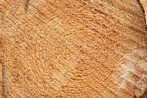 Tree rings. wood texture with the section of a cut log