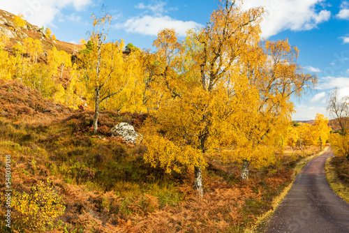 A single track road leading through the beautiful, remote Glen Strathfarrar in the Scottish Highlands with Silver Birch trees in their Autumn colours of gold and yellow.  Copy Space photo