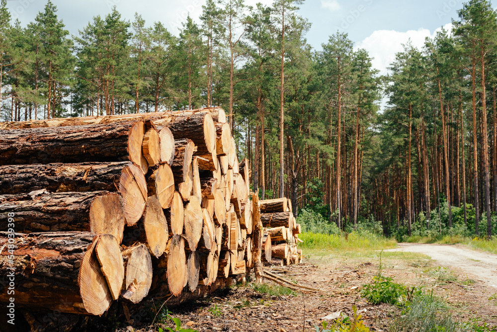Forest trees. Log trunks pile. Logging timber wood industry Forest trees. Log trunks pile. Logging timber wood industry