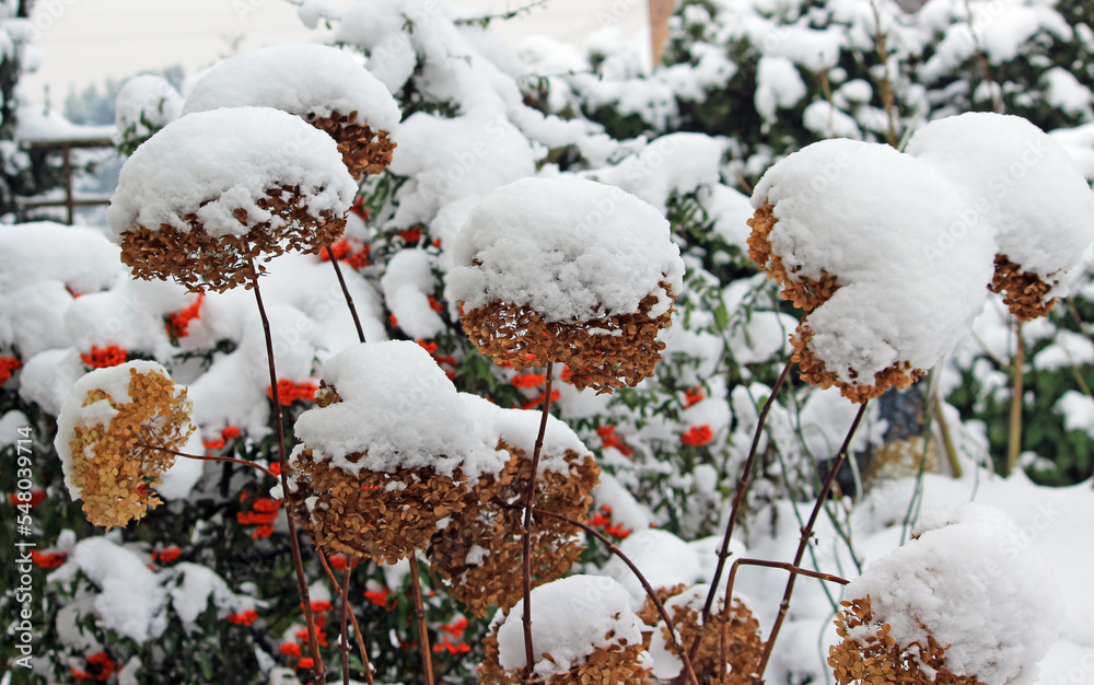 Plants in the garden in winter scenery