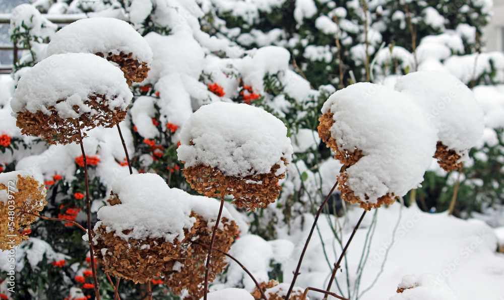 Plants in the garden in winter scenery