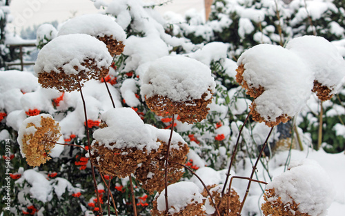 Obraz na płótnie Plants in the garden in winter scenery w salonie