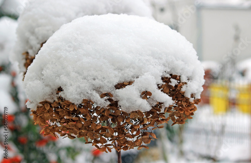 Plants in the garden in winter scenery