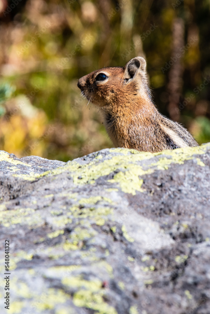 Naklejka premium Chipmonk Sunning on Rock, Mount Rainier National Park, Washington State, USA