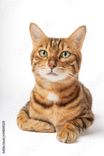 Portrait of a green-eyed Bengal cat on a white background.